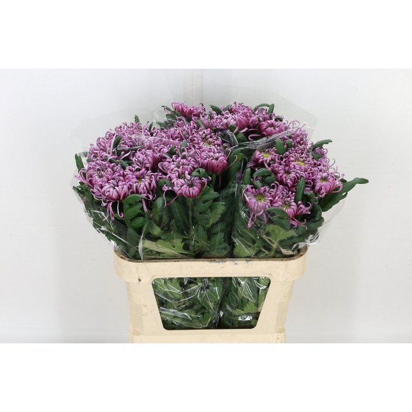 Chrysanthemums G Saratov 70cm A1 Col-Burgundy