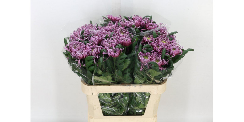 Chrysanthemums G Saratov 70cm A1 Col-Burgundy