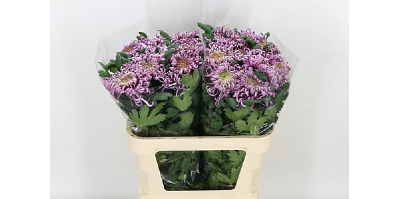 Chrysanthemums G Saratov Extra 75cm A1