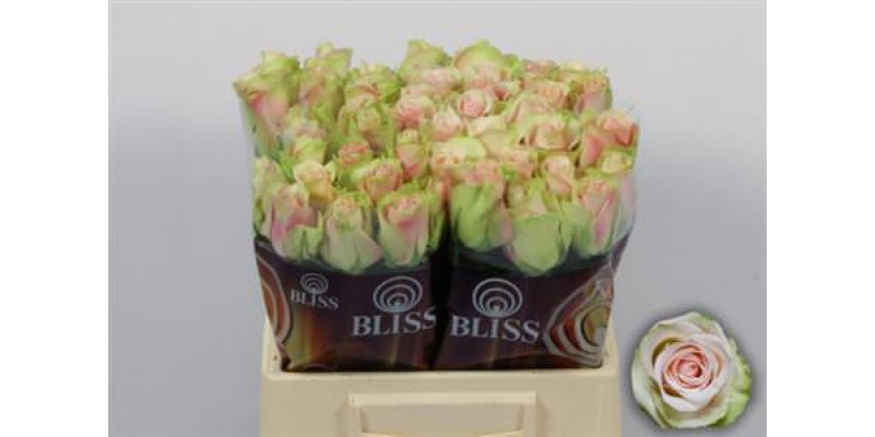 Rose Gr La Belle Extra 40cm A1 Col-Pink