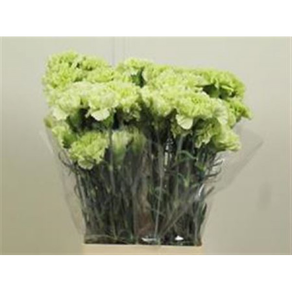 Dianthus St Goblin 70cm A1 Col-Light Green