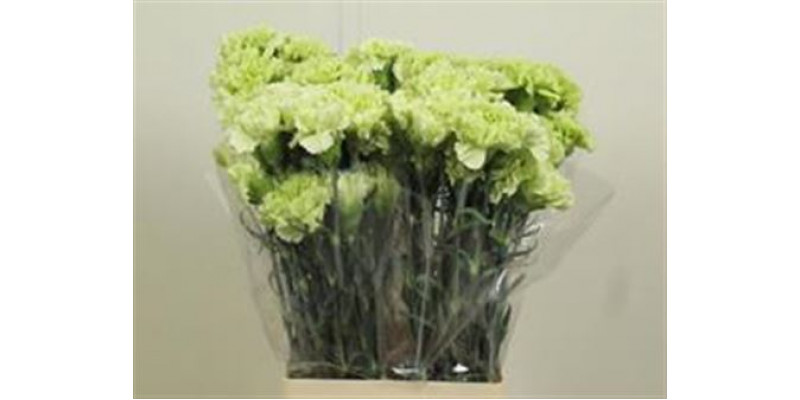 Dianthus St Goblin 70cm A1 Col-Light Green