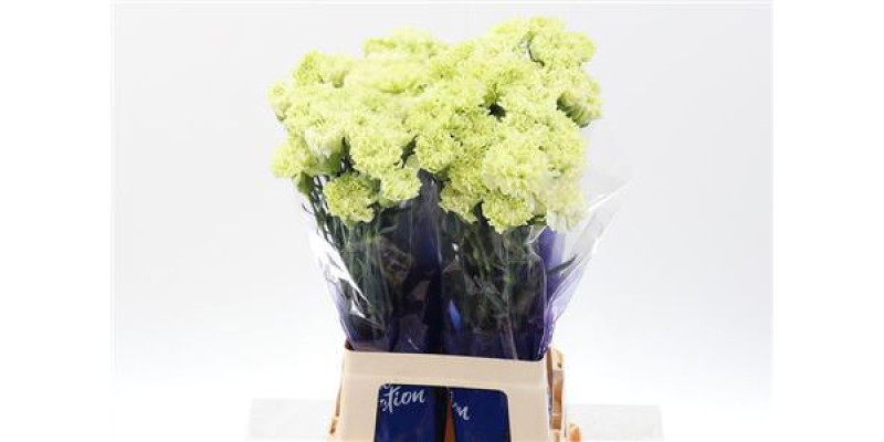 Dianthus St Goblin 70cm A1