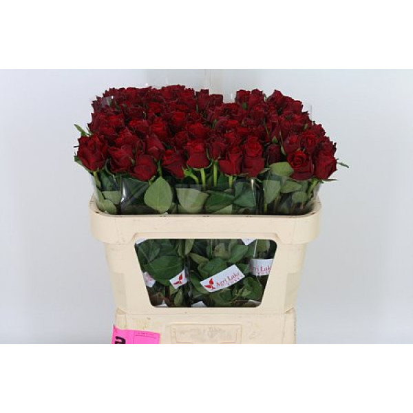 Rose Gr Upper Class Tima 70cm A1