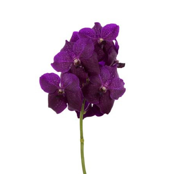 Orchid Vanda Sumathi Magic Fuchsia 0cm A1 Col-Burgundy