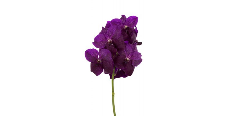 Orchid Vanda Sumathi Magic Fuchsia 0cm A1 Col-Burgundy