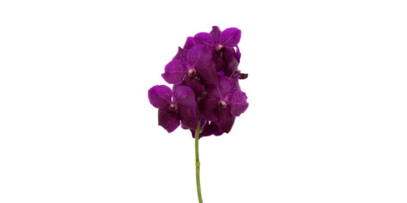 Orchid Vanda Sumathi Magic Fuchsia 25 cm A1