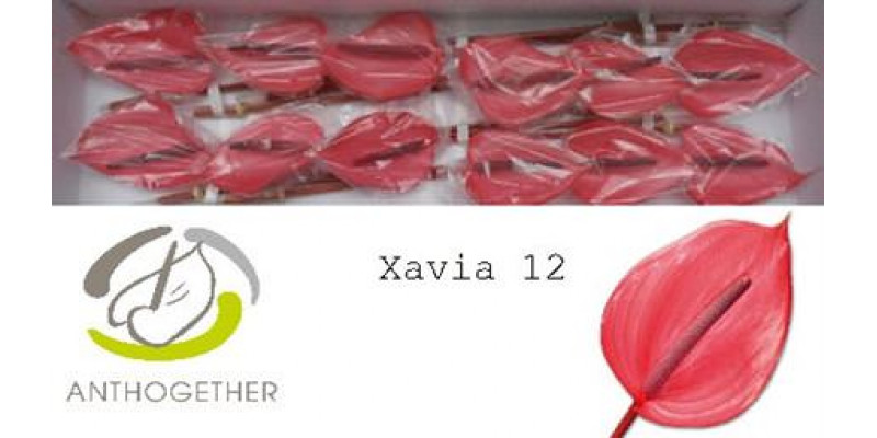 Anthurium A Xavia 12 A1