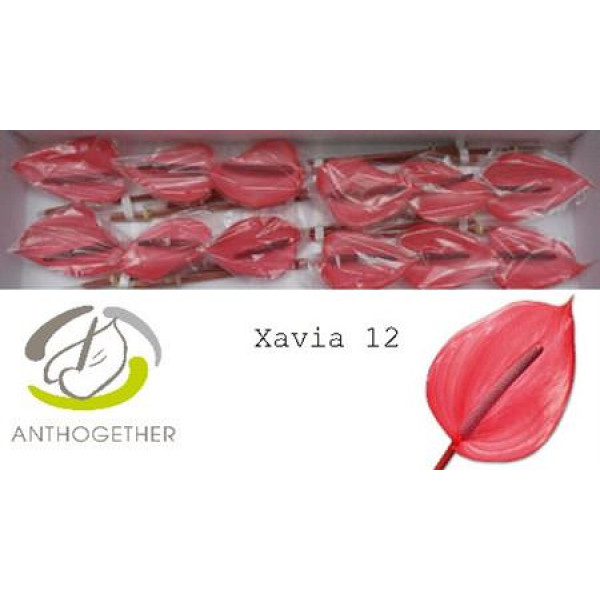 Anthurium A Xavia 12  A1