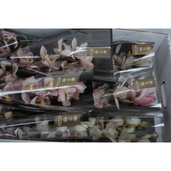 Orchid Cymb T Pink Peach 50cm A1