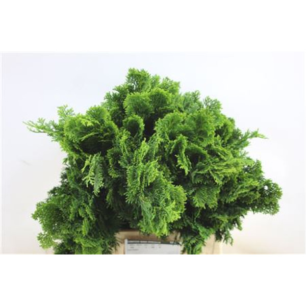 Con. Nana Gracillis  A1