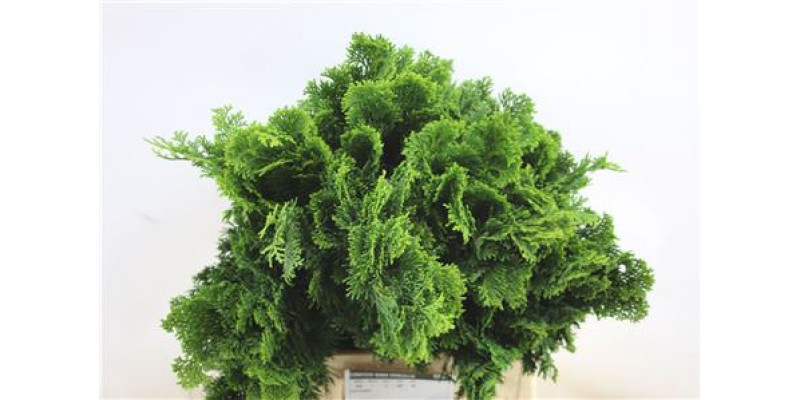 Con. Nana Gracillis  A1