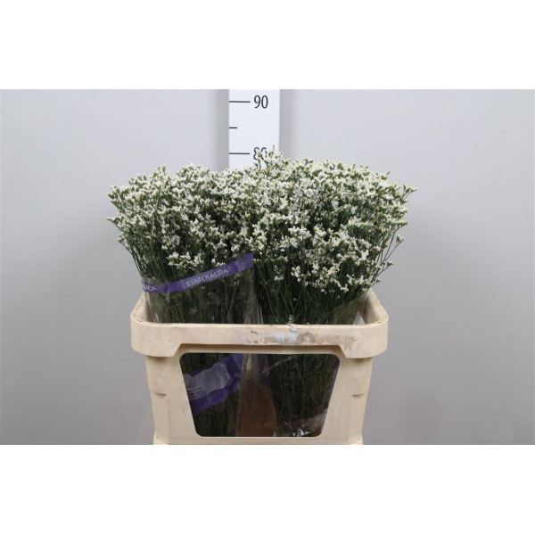 Limonium Sin White Lace Parfum 80 A1White