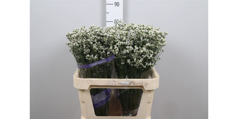 Limonium Sin White Lace Parfum 80 A1White