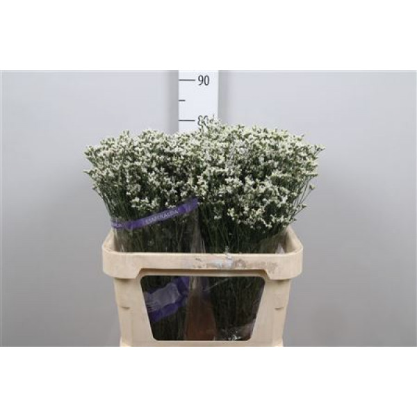 Limonium Sin White Lace (parfumed) 80cm 