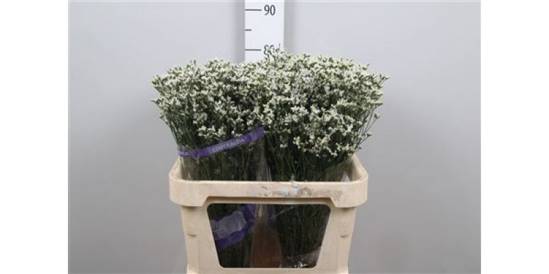 Limonium Sin White Lace (parfumed) 80cm 