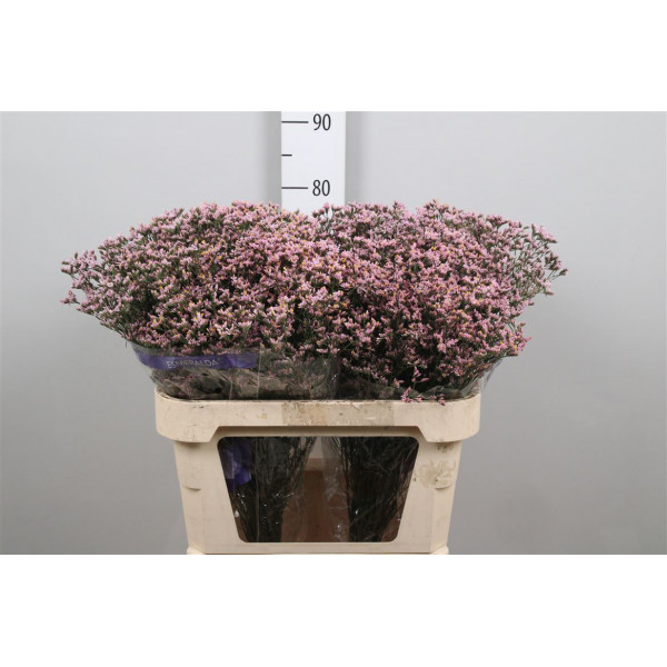 Limonium Sin Pink Activa Parfum 80 A1Pink