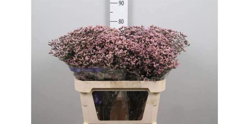 Limonium Sin Pink Activa Parfum 80 A1Pink