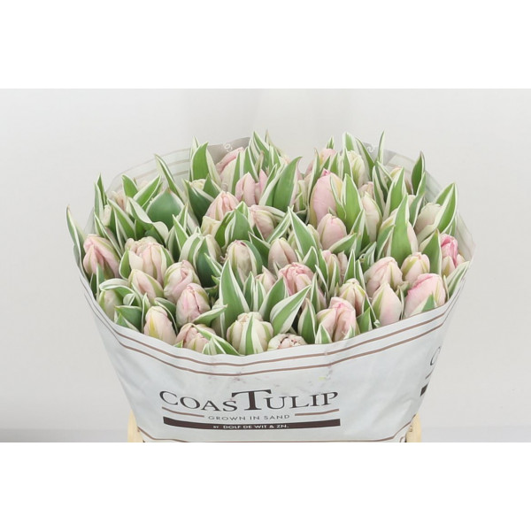 Tulips Pa Elzenburg 36cm A1 Col-Pink