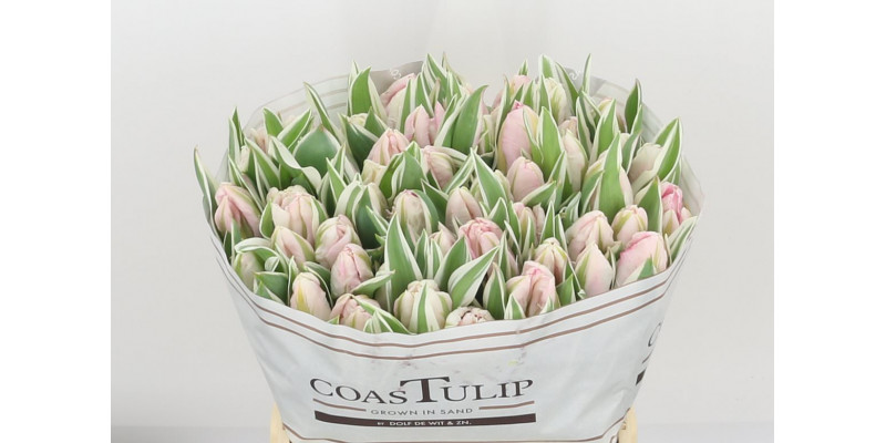 Tulips Pa Elzenburg 36cm A1 Col-Pink