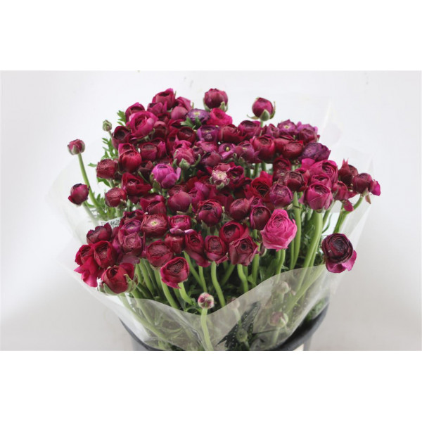 Ranunculus El Violet 45cm A1 Col-Violet