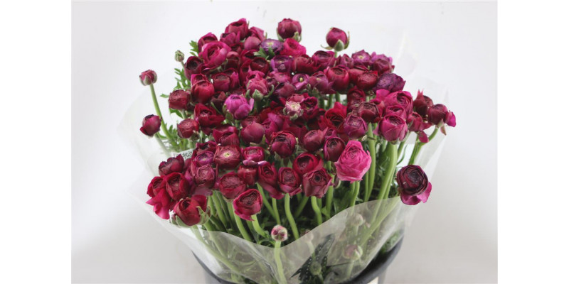 Ranunculus El Violet 45cm A1 Col-Violet