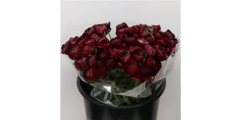 Ranunculus El Sr Nero Super 40 cm A1