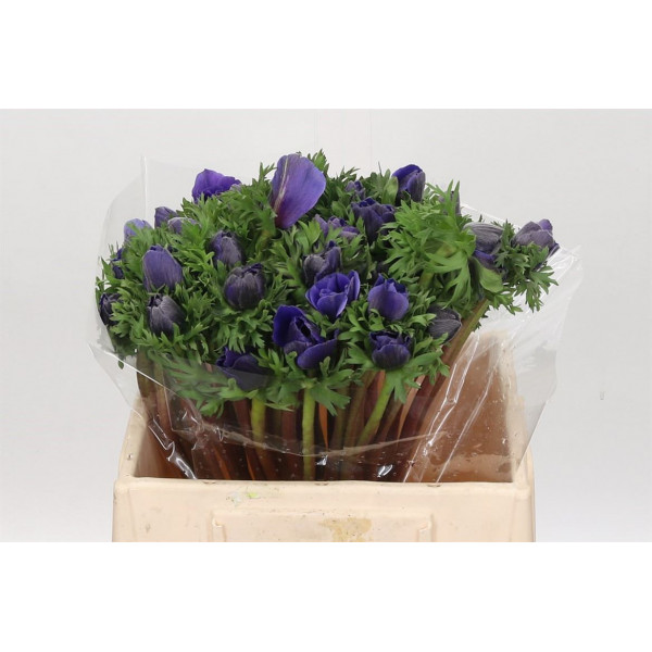 Anemones Mistral Plus Blue 50cm SUP Col-Purple