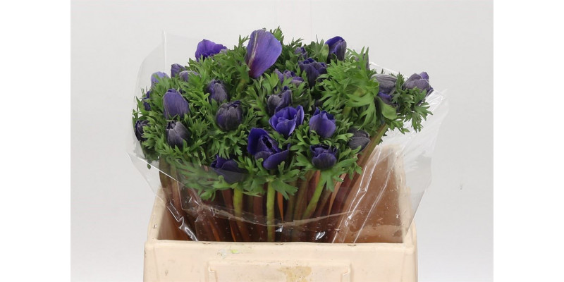 Anemones Mistral Plus Blue 50cm SUP Col-Purple