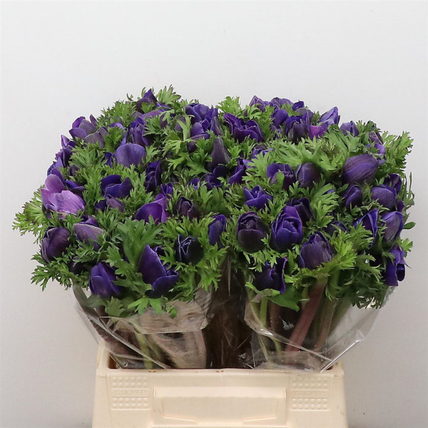 Anemones Mistral Sr Blue Super 40cm  Col-Purple