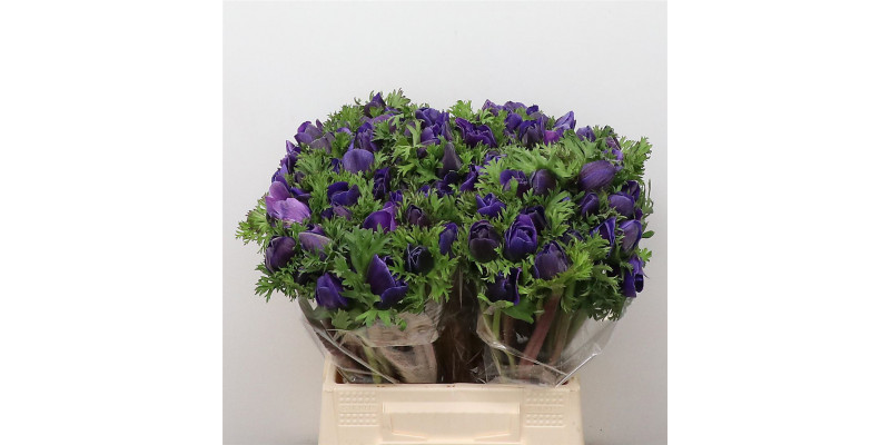 Anemones Mistral Sr Blue Super 40cm  Col-Purple