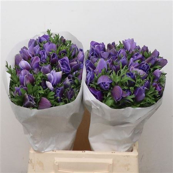 Anemones Mistral Blue Super 45cm A1