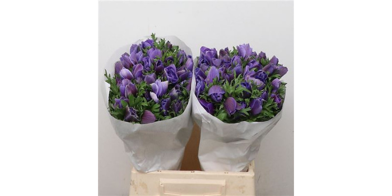 Anemones Mistral Blue Super 45cm A1