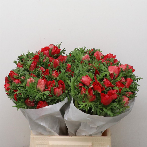 Anemones Mistral Red Super 40cm  Col-Red