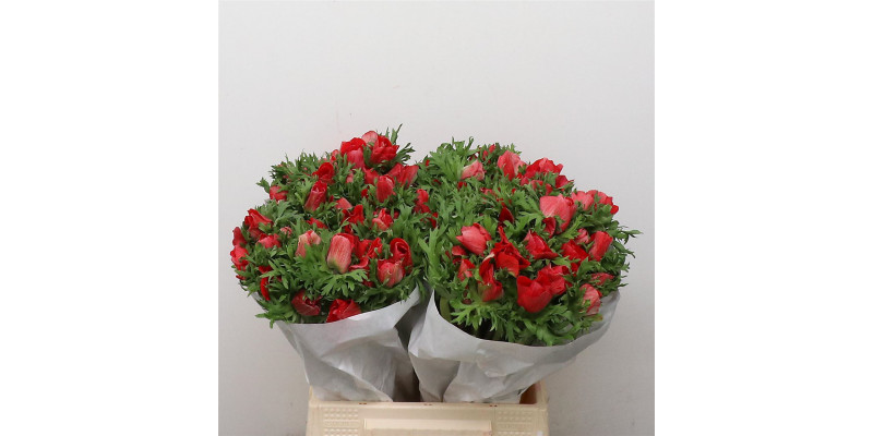 Anemones Mistral Red Super 40cm  Col-Red