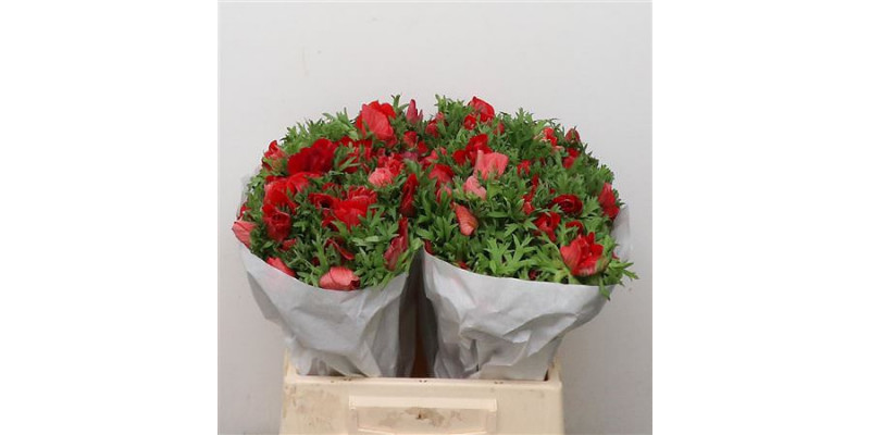 Anemones Mistral Red Super 45cm A1