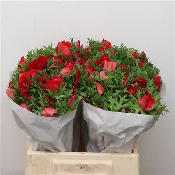 Anemones Mistral Red Super 45cm A1