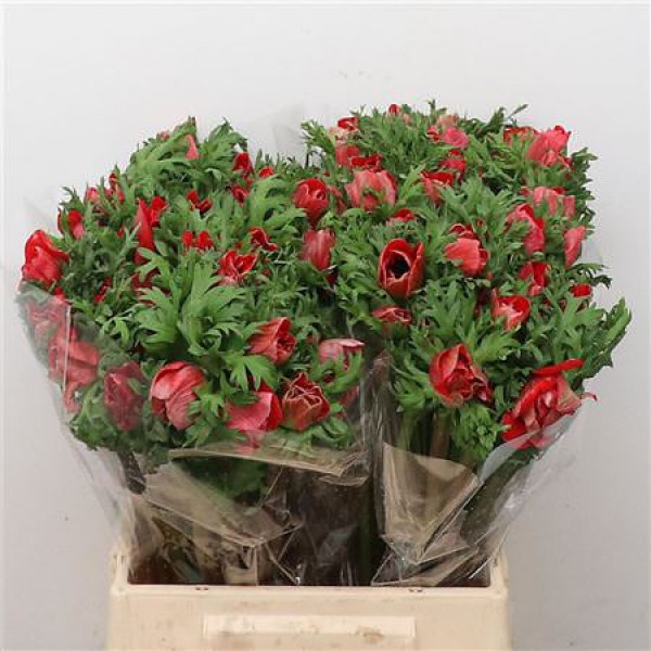Anemones Mistral Red Extra 45cm 