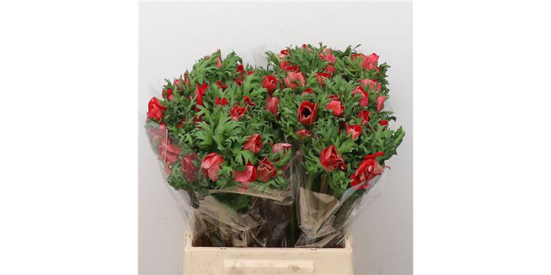 Anemones Mistral Red Extra 45cm 