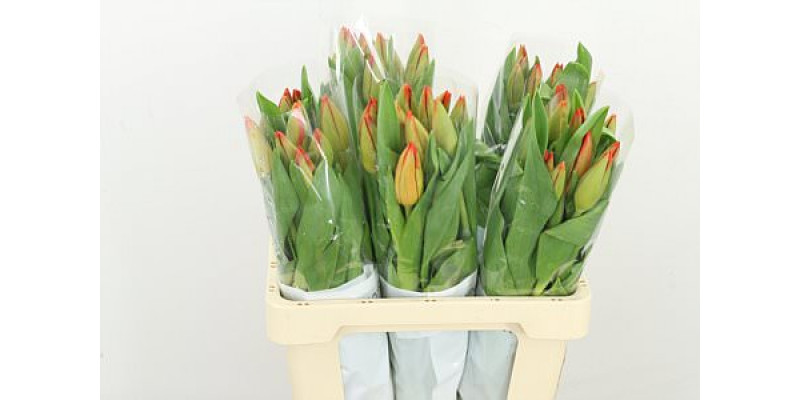 Tulips En Lalibela 60cm A1