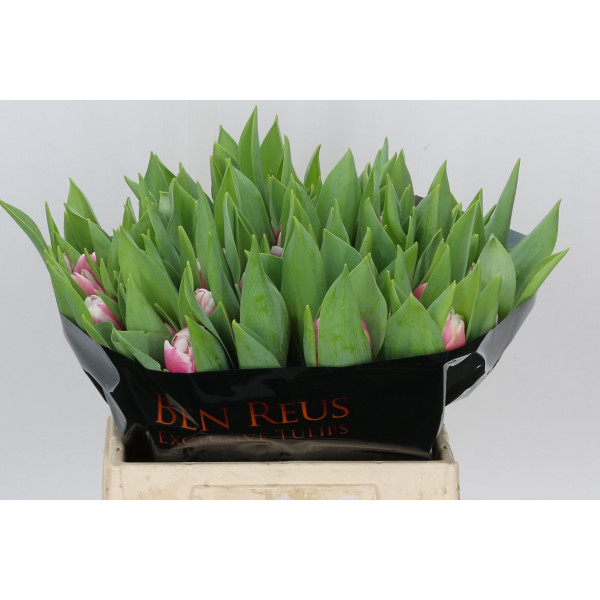 Tulips Du Melrose 37cm A1 Col-Bicolor