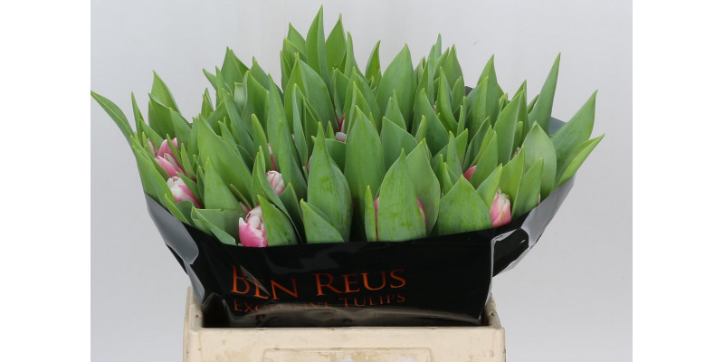 Tulips Du Melrose 37cm A1 Col-Bicolor