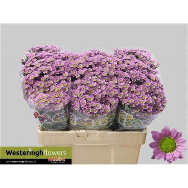 Chrysanthemums San Mad Tanga Pink 55cm A1 Col-Pink