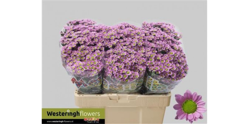 Chrysanthemums San Mad Tanga Pink 55cm A1 Col-Pink