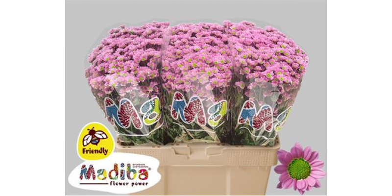 Chrysanthemums S Mad Tanga Pink 55cm A1 Col-Pink