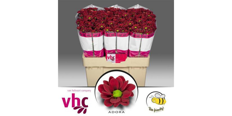 Chrysanthemums S Aaa Adora 55cm A1 Col-Red