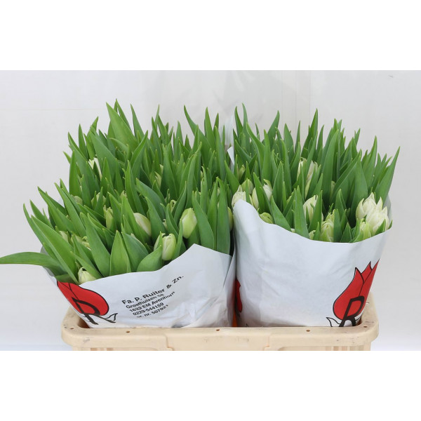 Tulips Du Montorino 38cm A1 Col-White