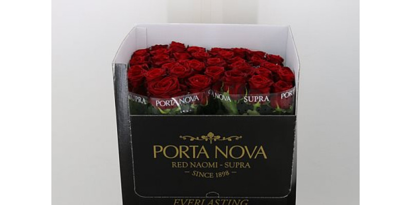 Rose Gr Red Naomi! Porta Nova Supra 70cm A1