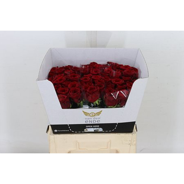 Rose Gr Red Naomi! Van Der Ende Legend 55cm A1