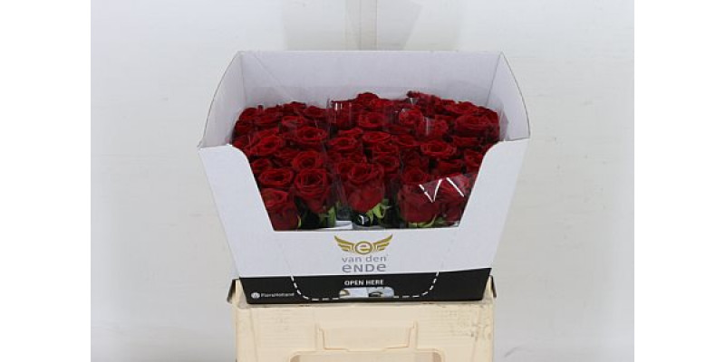 Rose Gr Red Naomi! Van Der Ende Legend 55cm A1